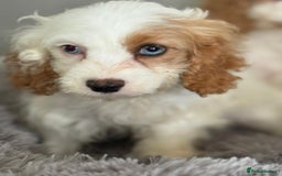 Cavapoo dogs for sale: F1 apricot and white health tested Cavapoo puppies - Image 13