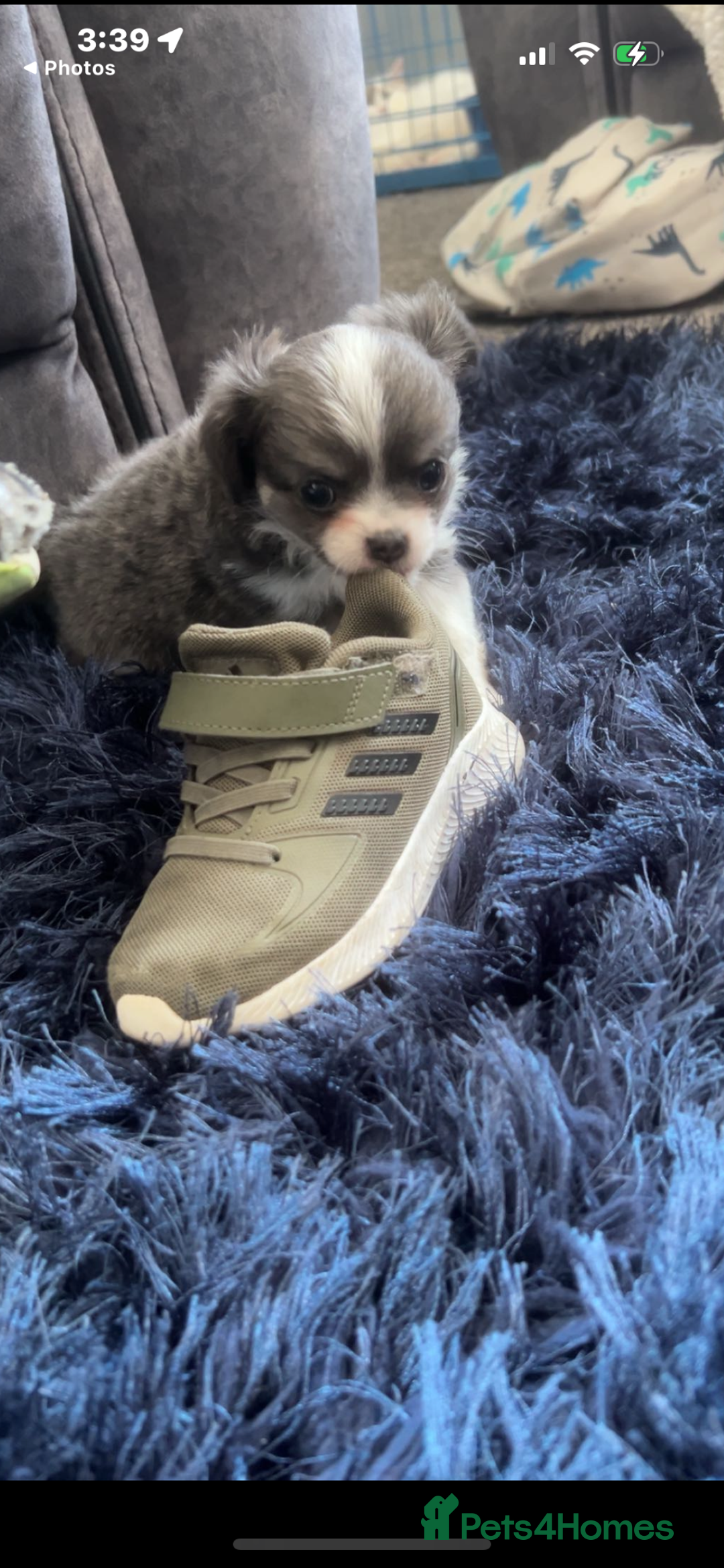 Chihuahua dogs for sale: Chihuahua puppies - Image 3