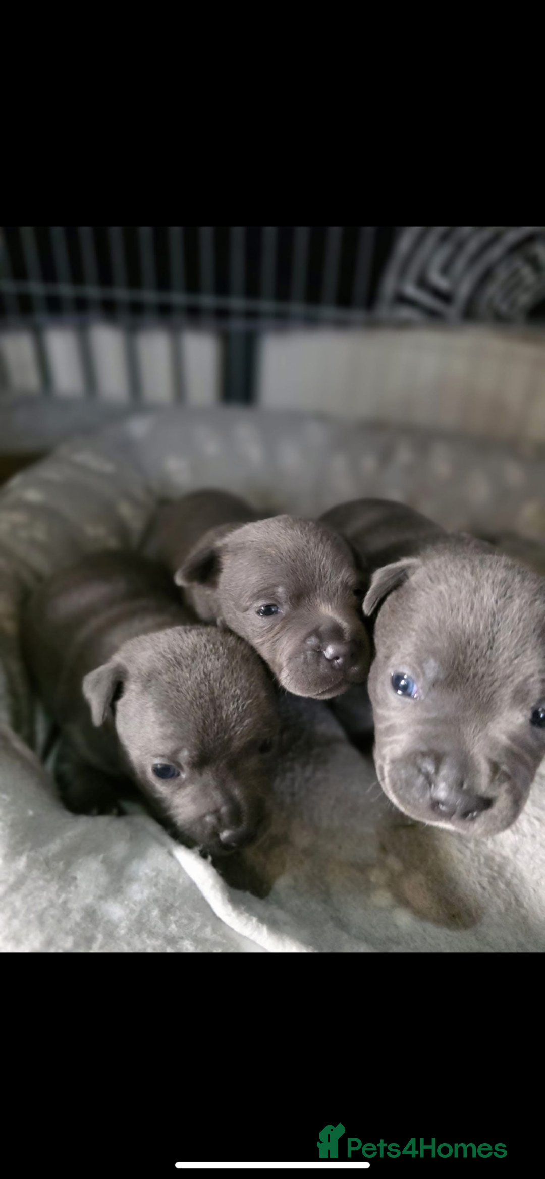 Staffordshire Bull Terrier dogs for sale: 3 boy blue staffs - Image 9
