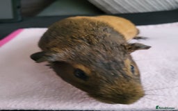 Guinea Pig rodents for sale: Baby girls guinea pigs  - Image 7