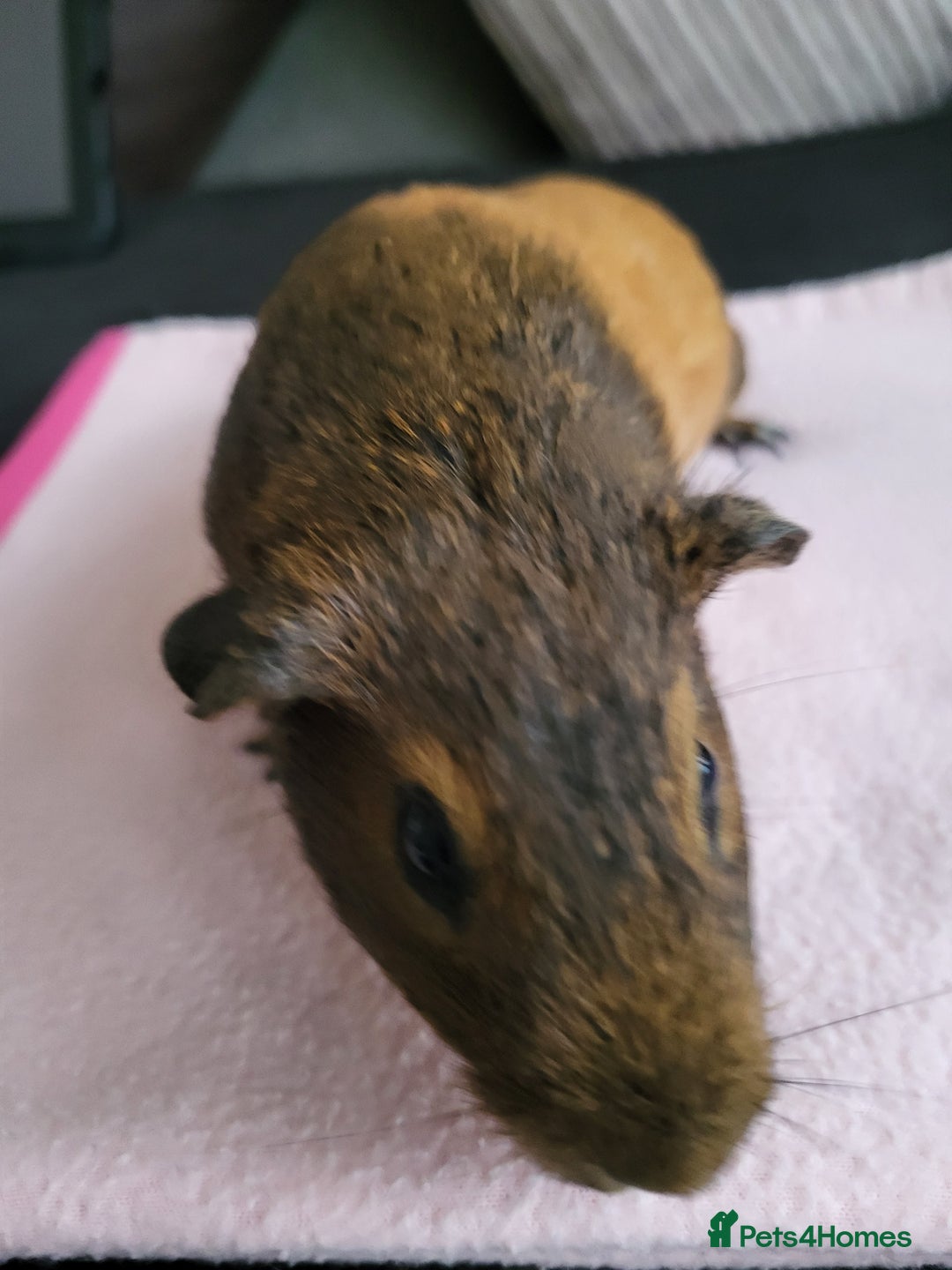 Guinea Pig rodents for sale: Baby girls guinea pigs  - Image 7