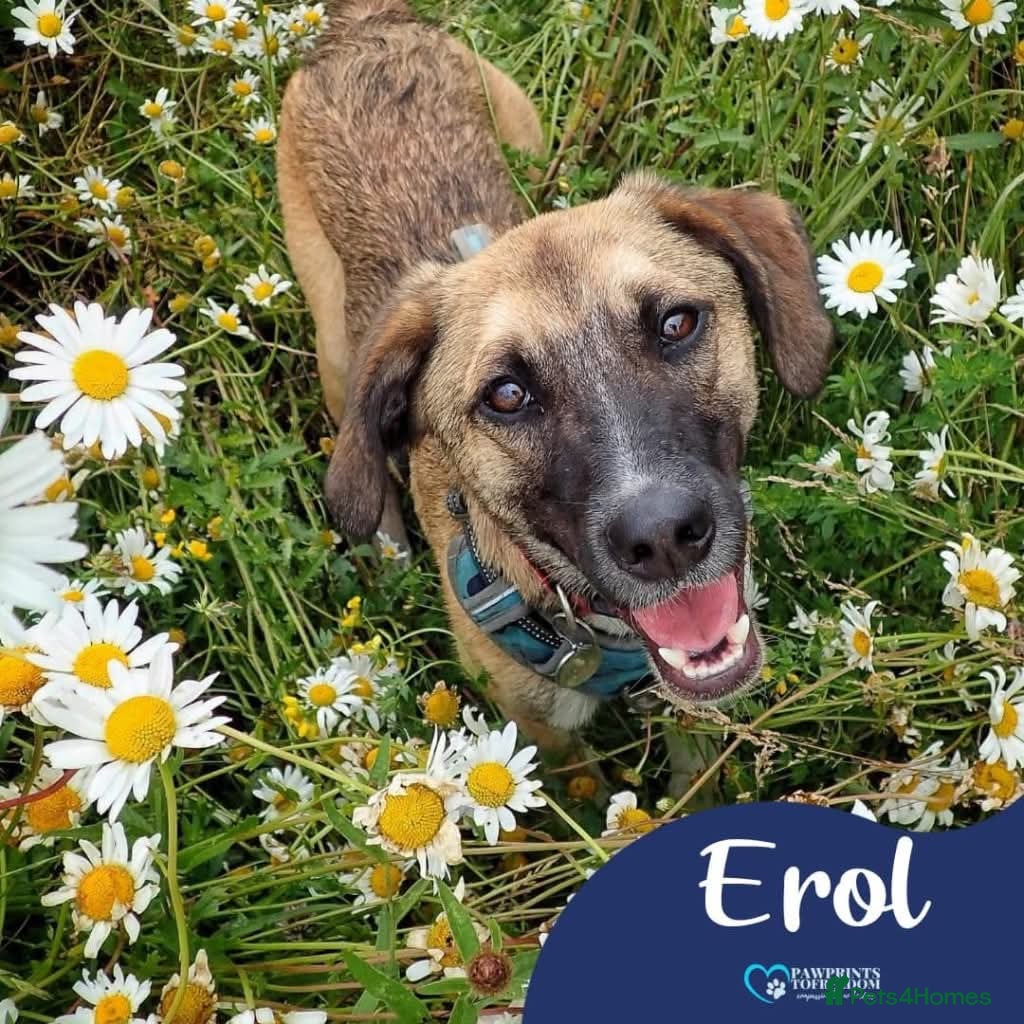 Mixed Breed dogs Meet Erol, currently residing in Surrey - Advert 1