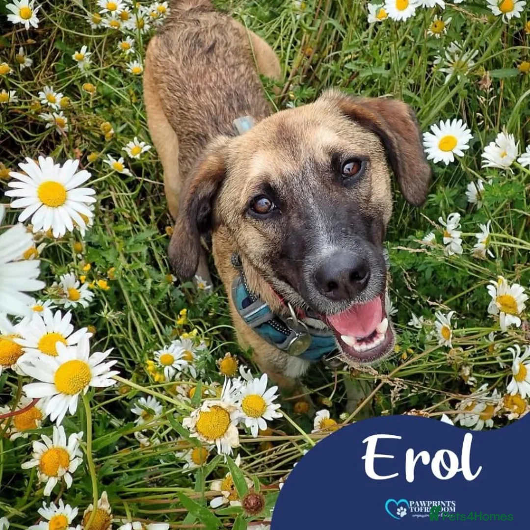 Mixed Breed dogs for adoption: Meet Erol, currently residing in Surrey in Chessington - Advert 1