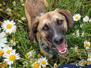 Mixed Breed dogs Meet Erol, currently residing in Surrey - Advert 1