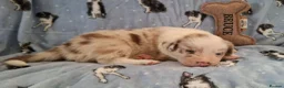 Border Collie dogs for sale: Border Collie Puppies blue eyes Tri Colour merle - Advert 30