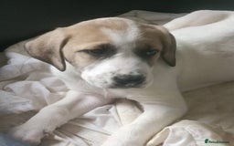 Mixed Breed dogs for sale: Puppies - Image 2