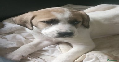Mixed Breed dogs - Advert 7