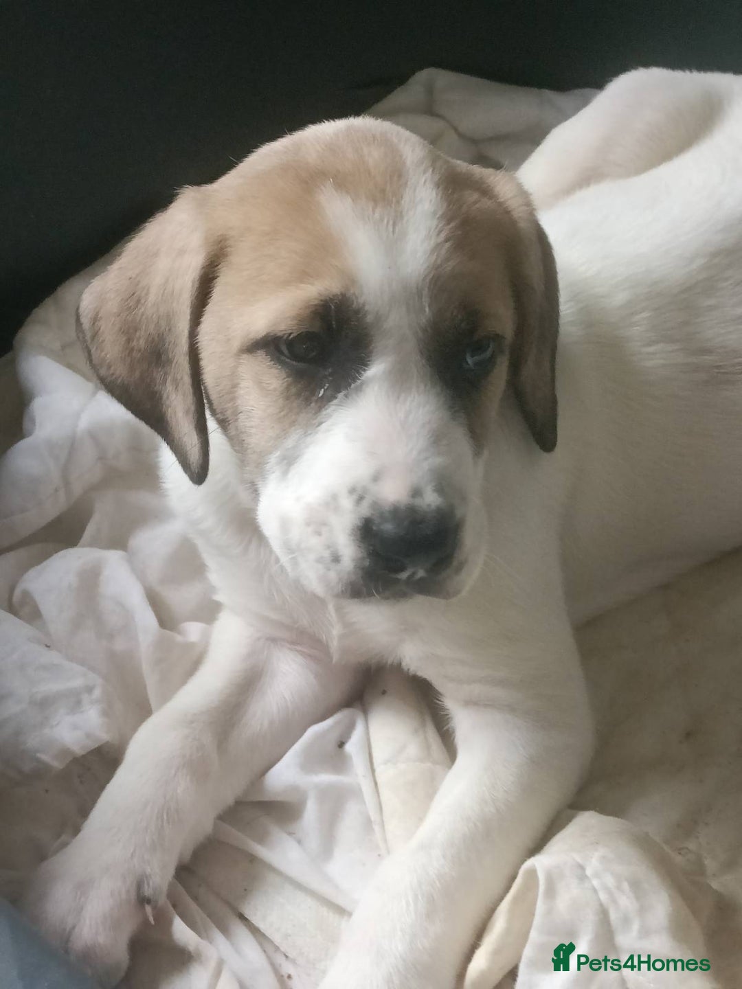 Mixed Breed dogs for sale: Puppies - Image 2