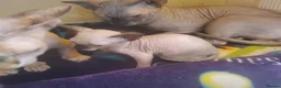 Sphynx cats for sale: Male sphynx - Advert 7