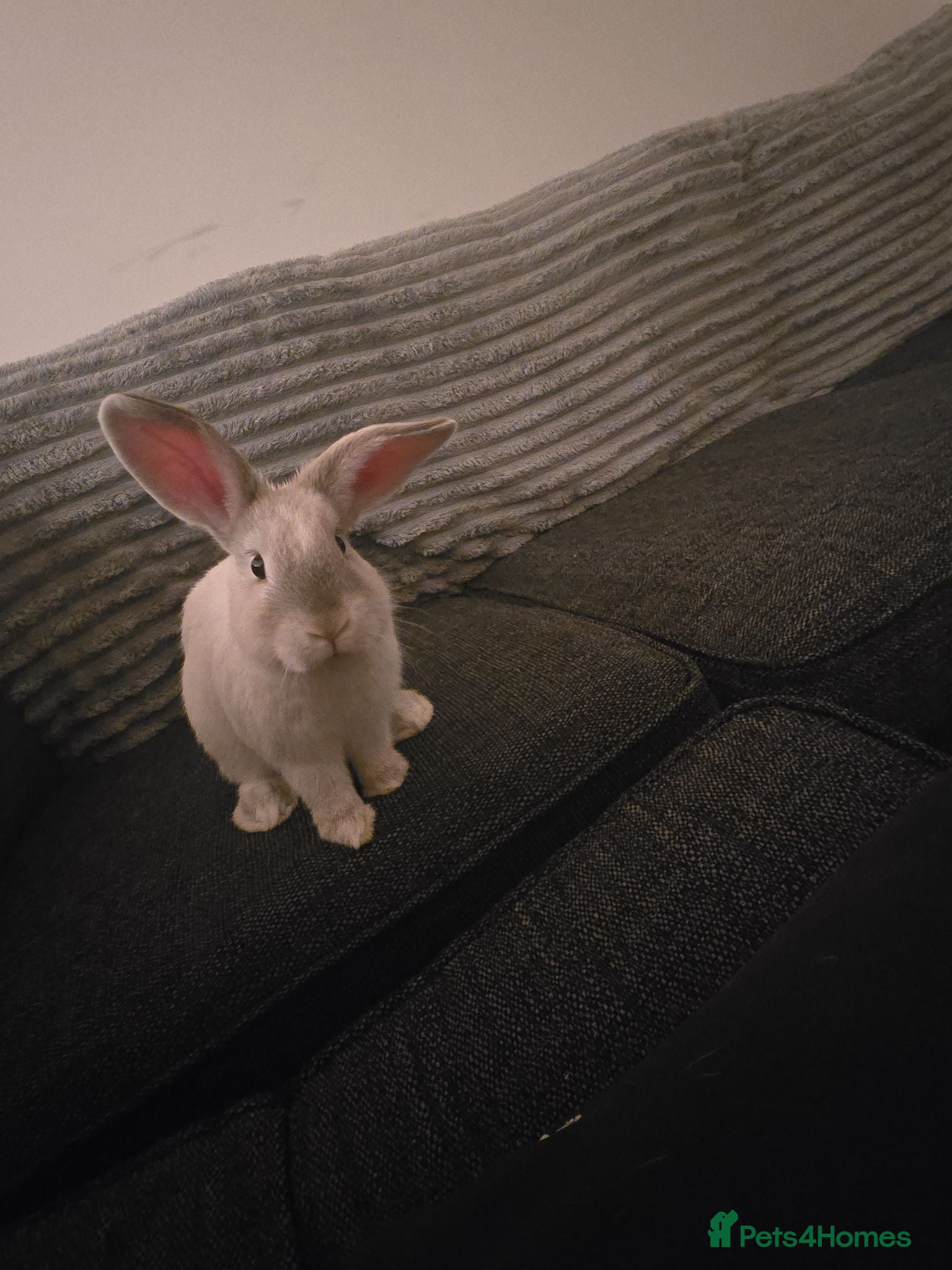Mixed Breed rabbits Lop ear × lion head - Advert 1