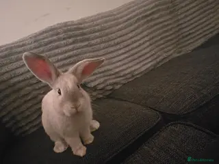 Mixed Breed rabbits Lop ear × lion head - Advert 10