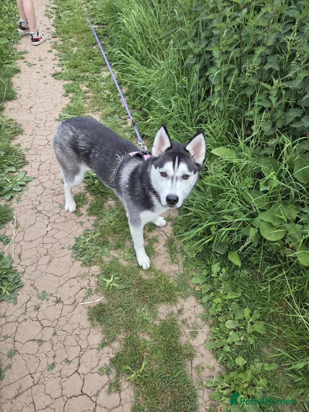 Siberian Husky dogs for sale: Siberian husky for sale  in Exeter - Advert 1