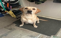 Mixed Breed dogs for sale: Black Shepherd Puppies - Advert 1