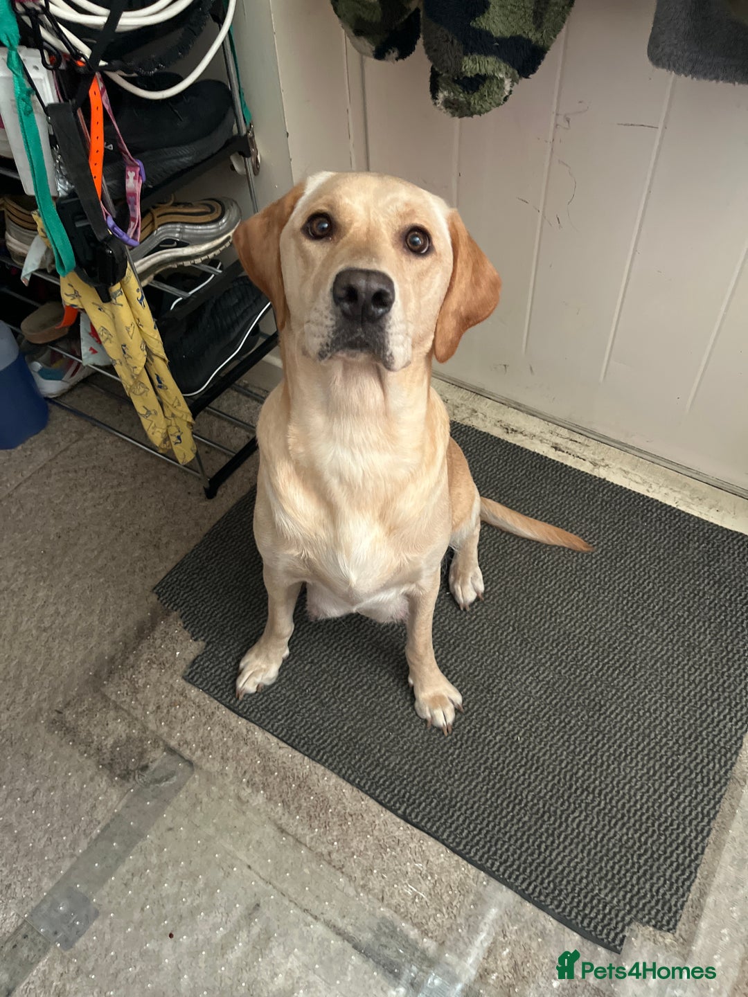 Mixed Breed dogs for sale: Black Shepherd Puppies - Advert 1