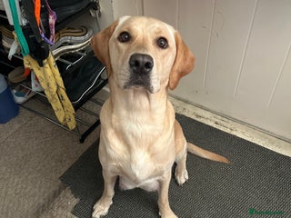 Mixed Breed dogs for sale: Black Shepherd Puppies - Advert 1