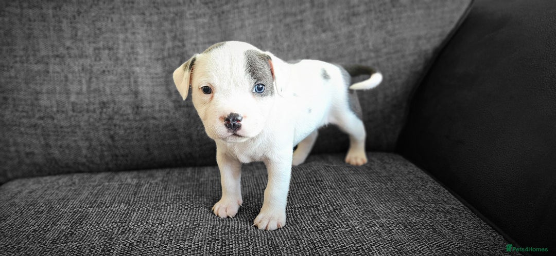 Staffordshire Bull Terrier dogs for sale: Blue&white and white&blue staffie pups - Image 3