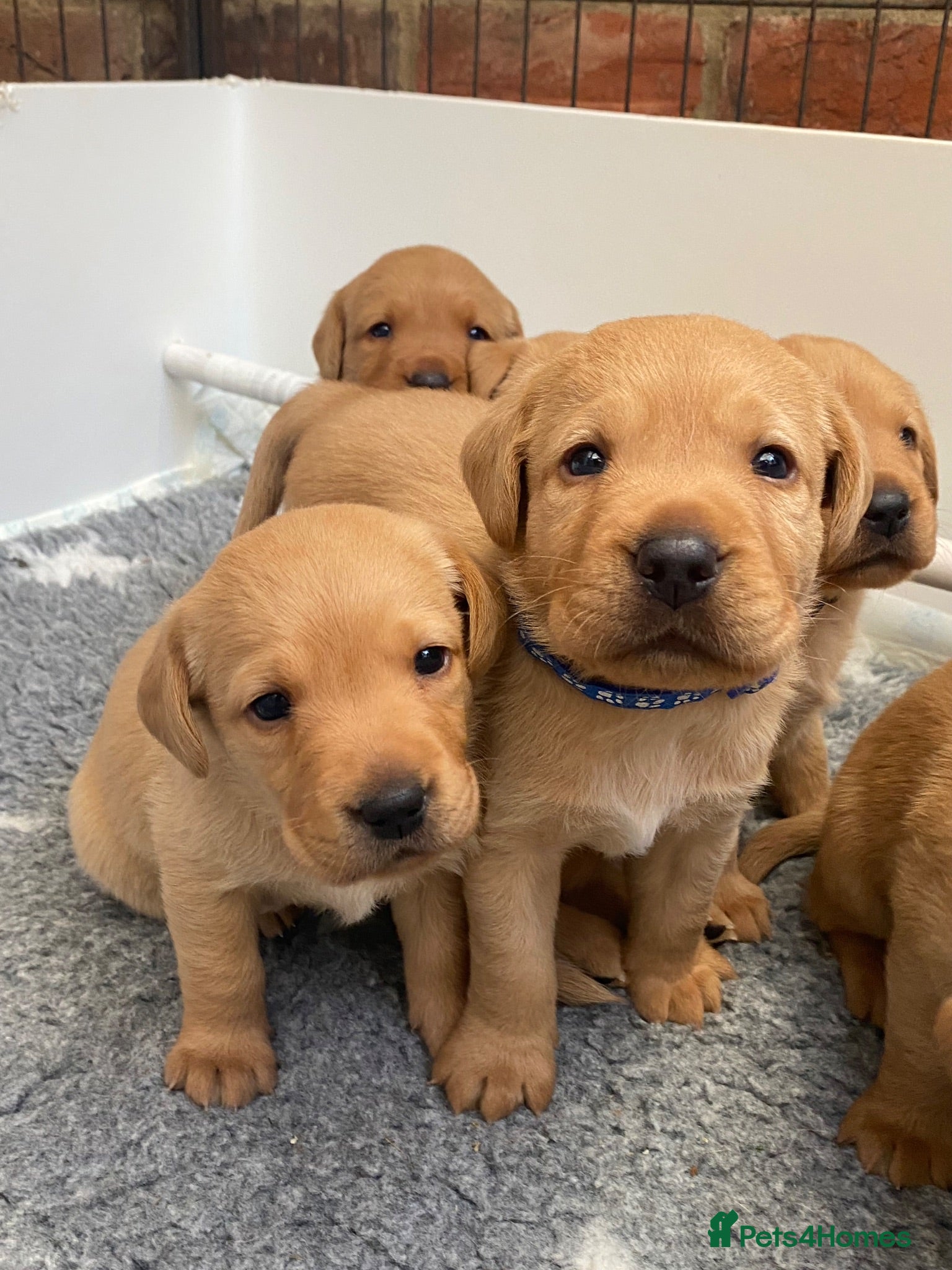 Labrador Retriever dogs Exquisite Fox Red KC Labrador Puppies  - Advert 12