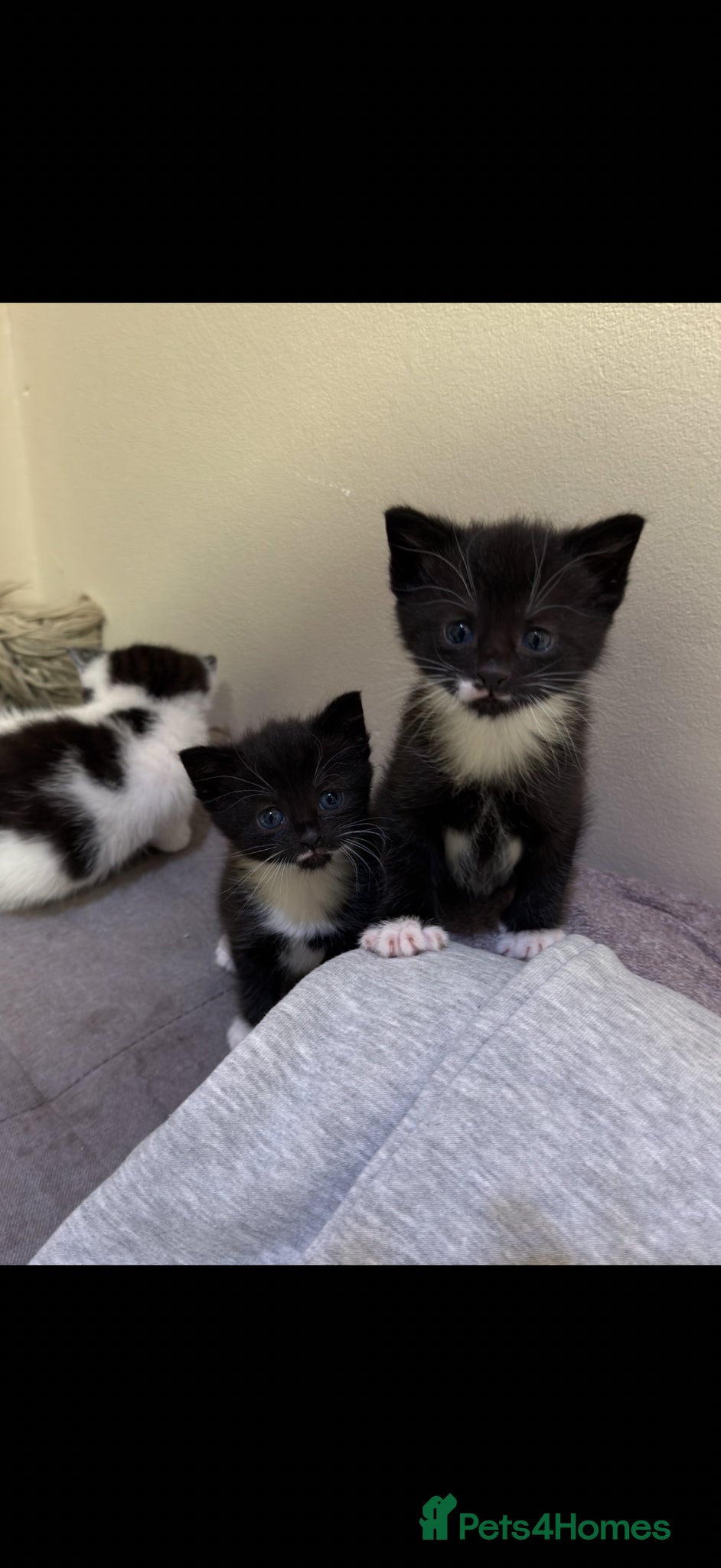 Mixed Breed cats 4 Beautiful kittens for sale!!! - Advert 1