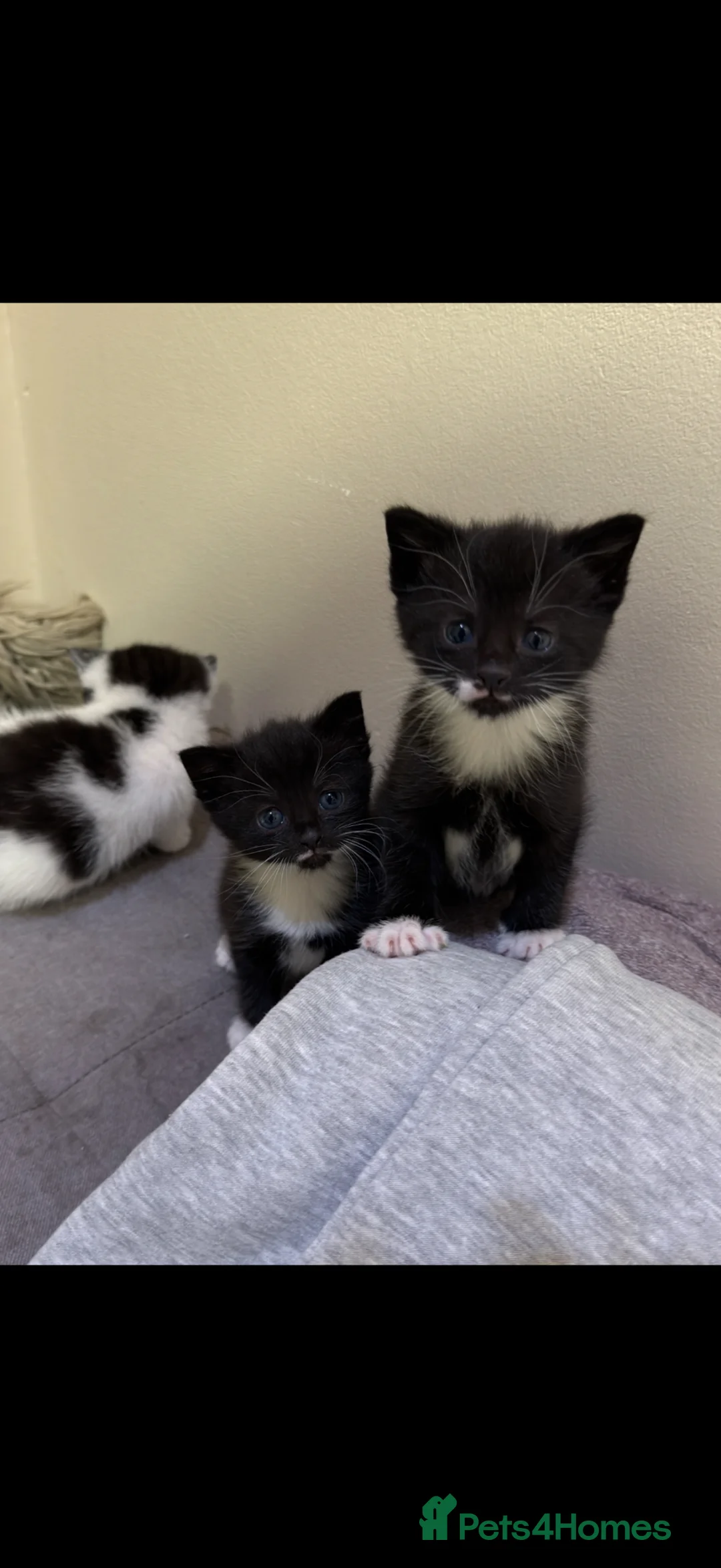 Mixed Breed cats for sale: 4 Beautiful kittens for sale!!! - Advert 1