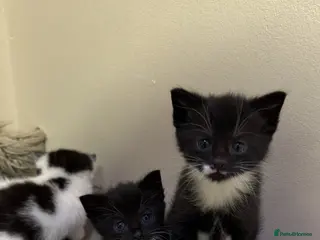 Mixed Breed cats 4 Beautiful kittens for sale!!! - Advert 1