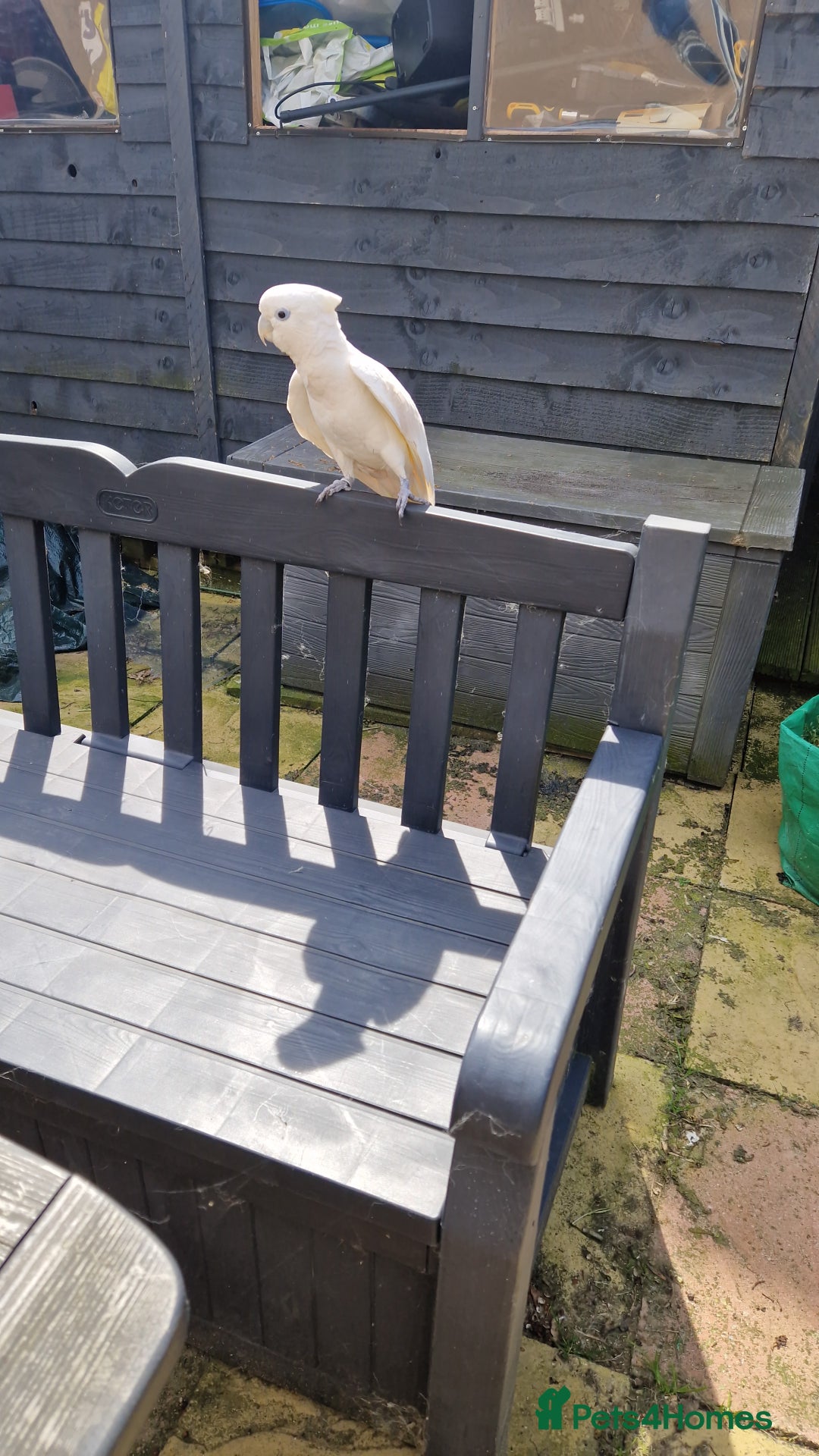 Cockatoo birds for sale: Cockatoo - Image 14