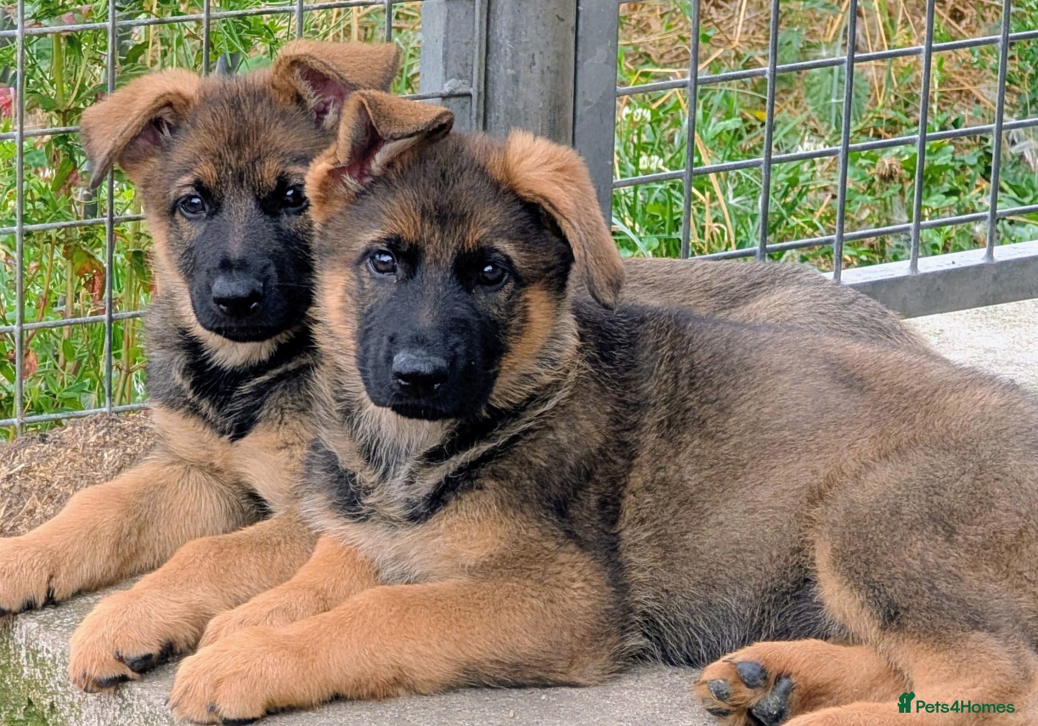 German Shepherd dogs K.C. reg GSD pups - Advert 1