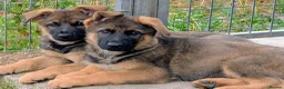 German Shepherd dogs for sale: K.C. reg GSD pups - Advert 1