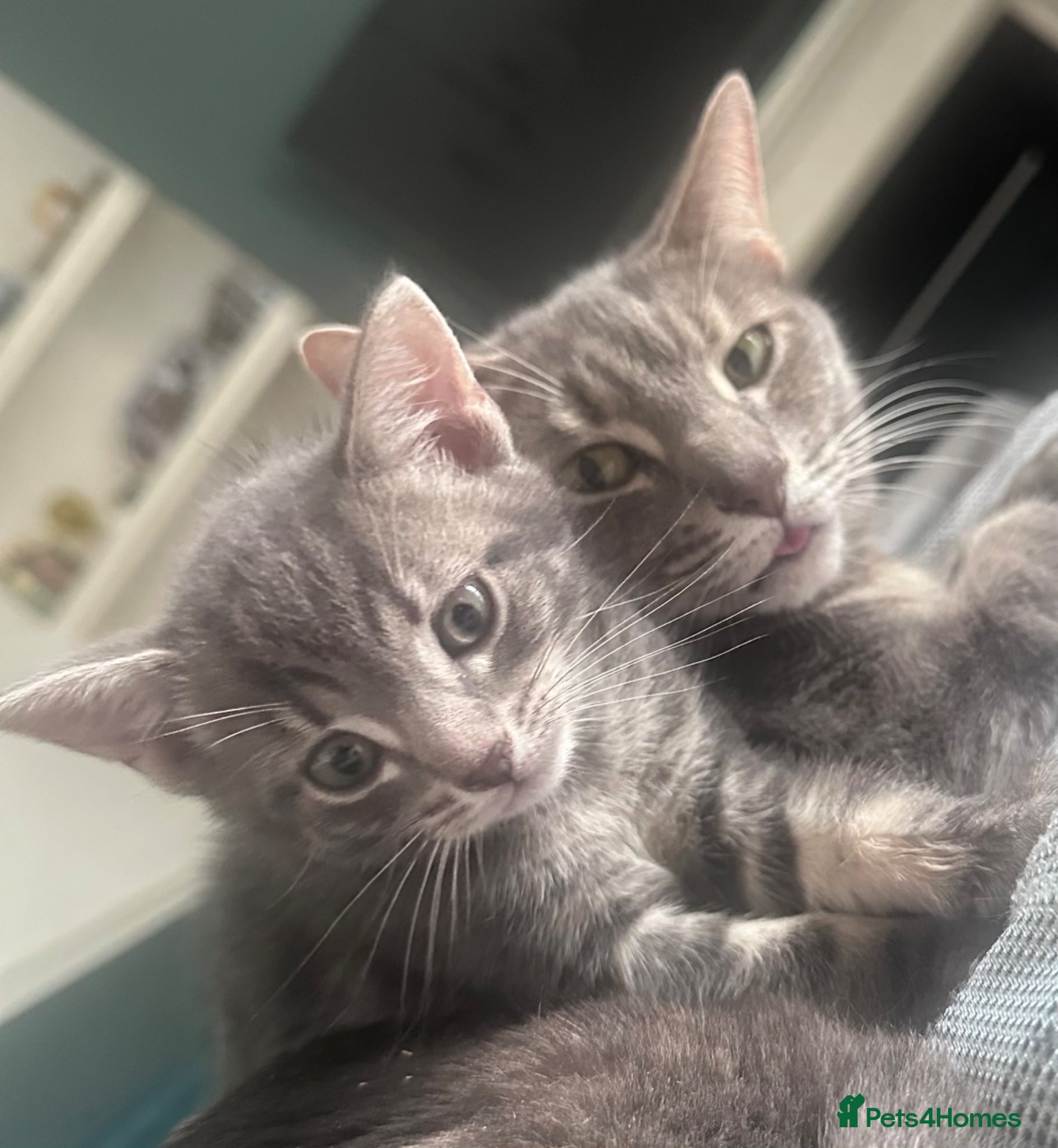 Domestic Shorthair cats Kittens ready to find a loving forever home  - Advert 13