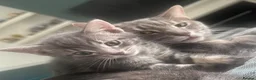 Domestic Shorthair cats for sale: Kittens ready to find a loving forever home  - Advert 1
