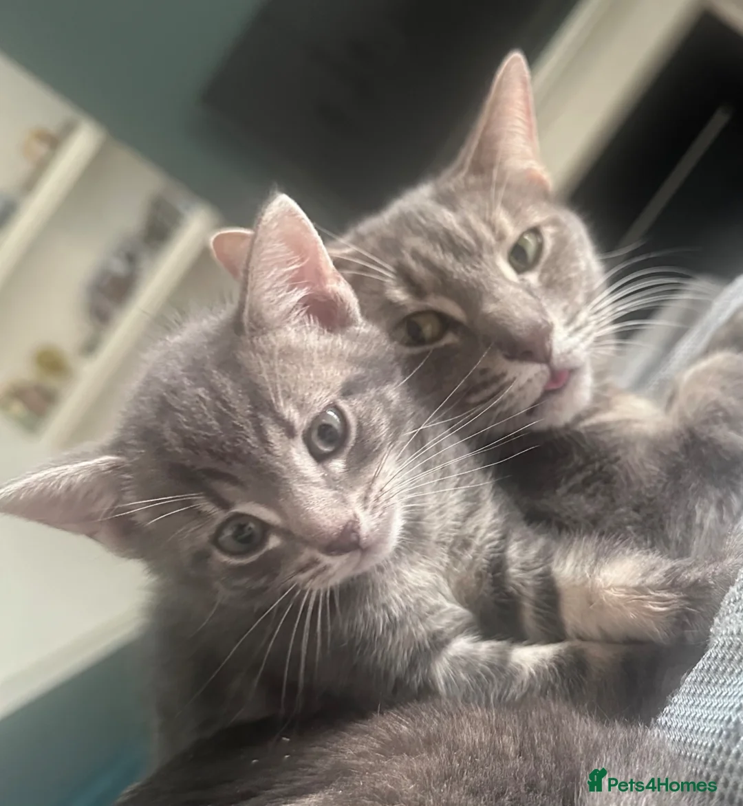Domestic Shorthair cats for sale: Kittens ready to find a loving forever home  - Advert 1