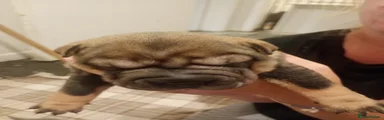 Shar Pei 5