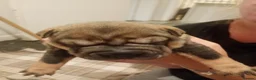 Shar Pei dogs for sale: Shar pei puppies in Swansea - Advert 3