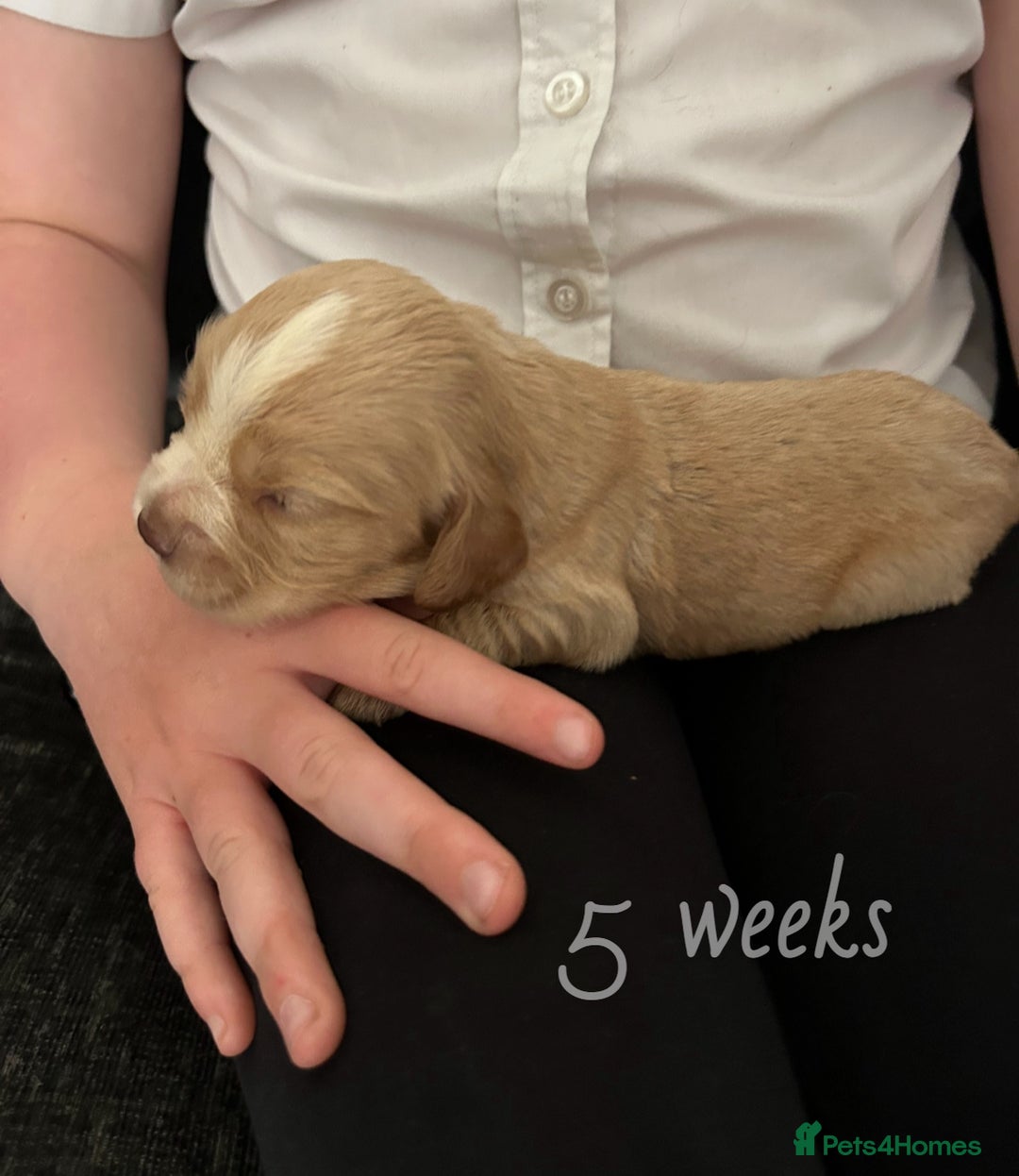 Cocker Spaniel dogs for sale: Cocker spaniel puppies  - Image 5