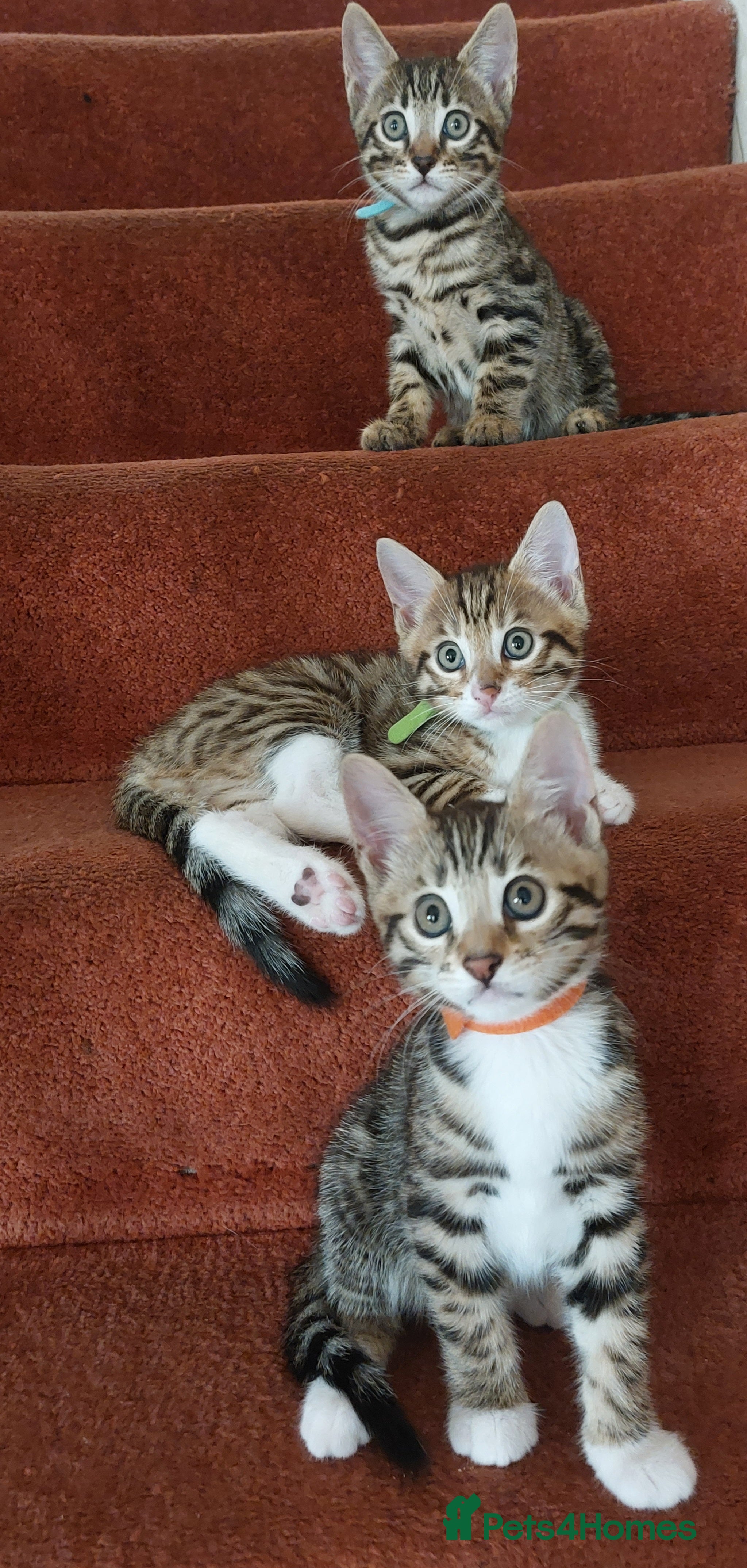 Bengal cats  Ready NOW!Mixed/x tabby/half bengal kittens💙💚🧡 - Advert 7