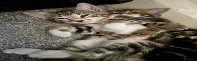 Mixed Breed Kitten 3
