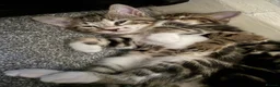 Mixed Breed cats for sale: Tabby Kittens For Sale - Advert 23
