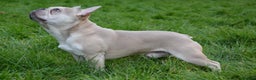 French Bulldog dogs for stud: Lilac Fawn Urajiro Stud in King's Lynn - Advert 2