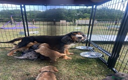 Cockapoo dogs for sale: Ready to leave Beautiful merle & gold  Cockapoos  - Image 26