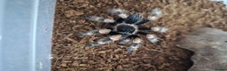 Spiders invertebrates for sale: Spiders and set ups  - Advert 1