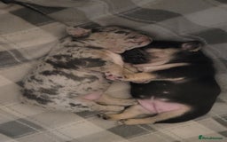 French Bulldog dogs for sale: Beautiful French bulldog girls - Image 8