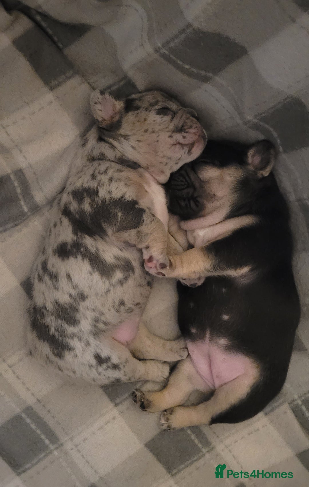 French Bulldog dogs for sale: Beautiful French bulldog girls - Image 8
