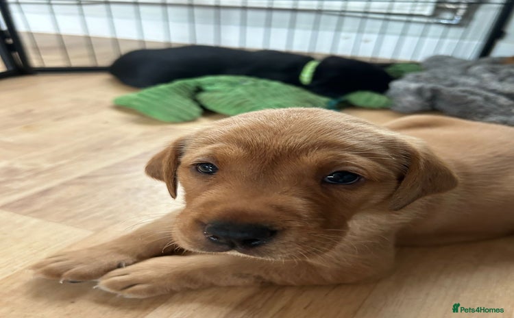 Labrador Retriever dogs - Advert 10