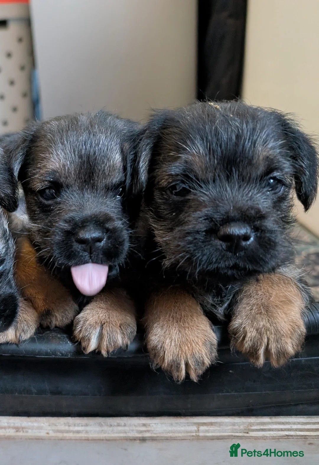 Border Terrier dogs for sale: Beautiful Border Terrier Puppies - Advert 23