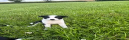 Border Collie dogs for sale: Female Border Collie puppy - Advert 2