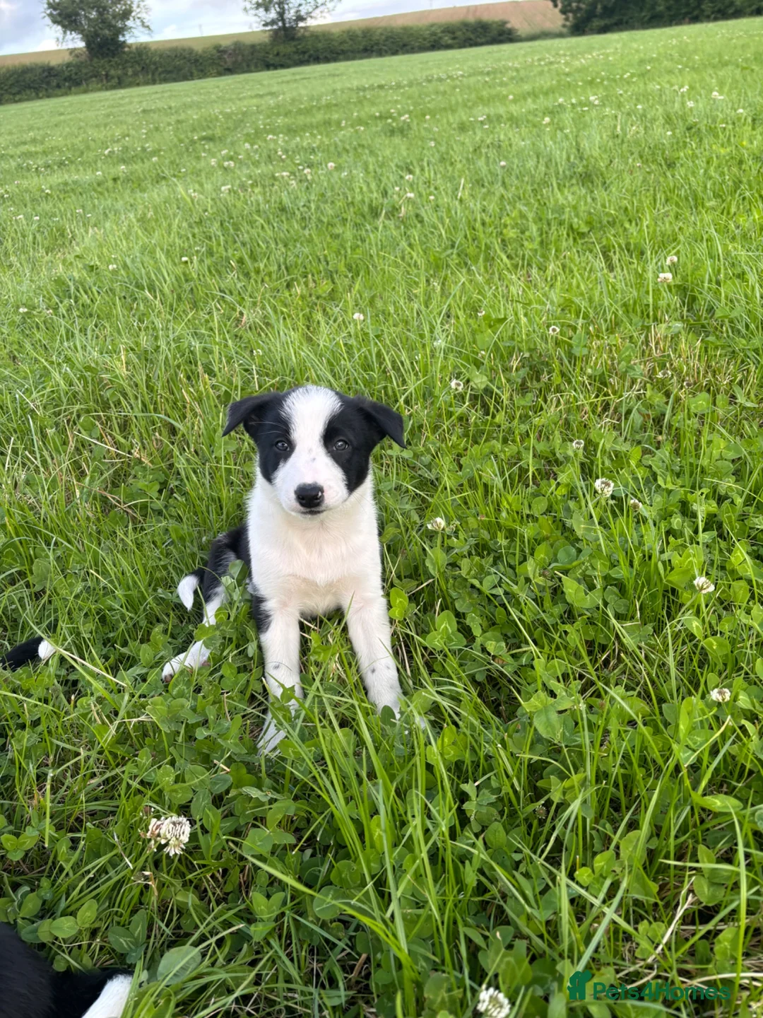 Border Collie dogs for sale: Female Border Collie puppy - Advert 2