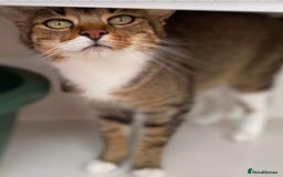 Mixed Breed cats for sale: LEO 7 YEAR OLD MALE - Image 3