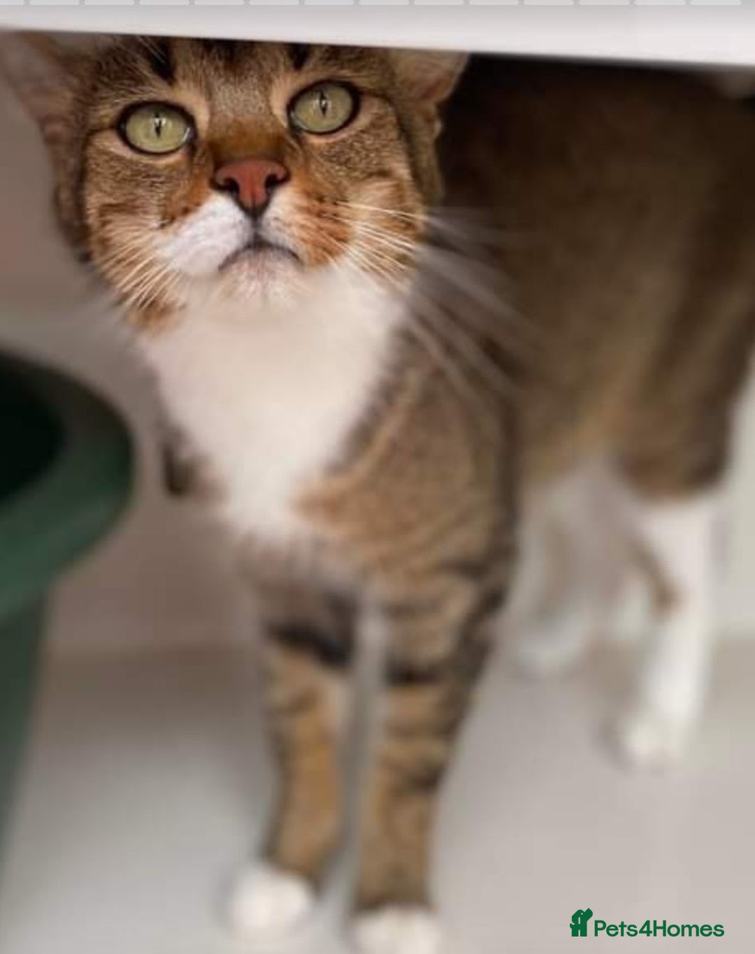 Mixed Breed cats for sale: LEO 7 YEAR OLD MALE - Image 3