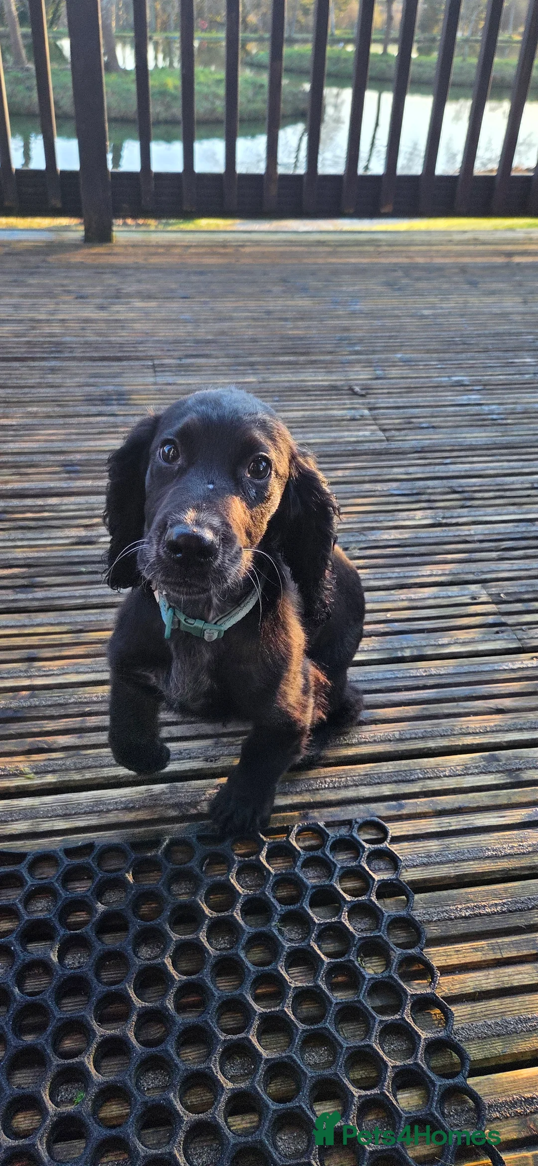 Cocker Spaniel dogs for sale: Male cocker spaniel looking for a new home. in Paignton - Advert 2
