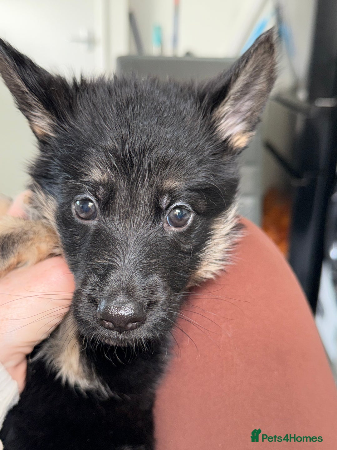 German Shepherd dogs for sale: Beautiful German Shepherd puppies  - Advert 27