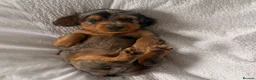 Miniature Dachshund dogs for sale: Outstanding litter of miniature sausage dogs  - Advert 18